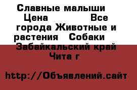 Славные малыши! › Цена ­ 10 000 - Все города Животные и растения » Собаки   . Забайкальский край,Чита г.